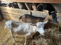 雌ヤギ, Alpine goat — 写真 3
