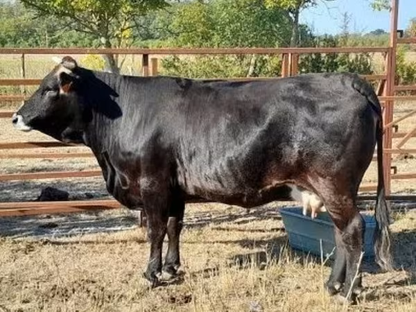 Vache, Race brune des Carpates