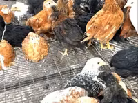 Chickens — Foto 1