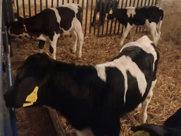 Toro, Russian Black pied cattle