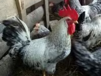 Leghorn — Foto 1
