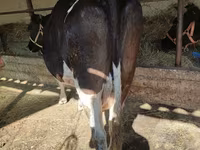 Vaca, Raza Holstein — foto 2
