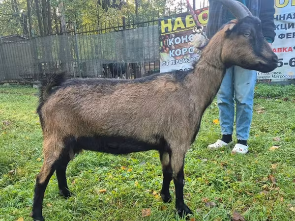 Goat, Alpine goat
