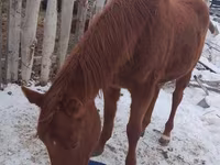 Horse (M), Russian Don — photo 4