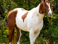 घोड़ा, American paint horse — फ़ोटो 6