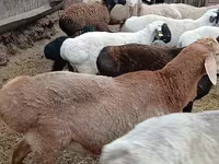 Qoç, Arashan sheep — foto 3