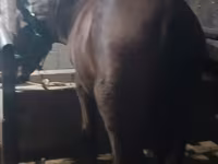 Klisna, Budyonny horse — foto 4