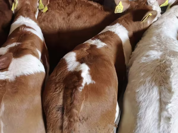 İribuynuzlu mal-qara (partiya, cinsi göstərilməyib), Simmental cattle