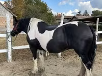 Yegua, Gypsy horse — foto 1