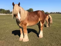 Cavalo, Belgian Draught — foto 6