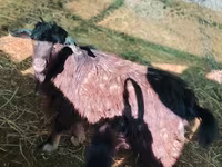 Bode, Cabras — foto 2