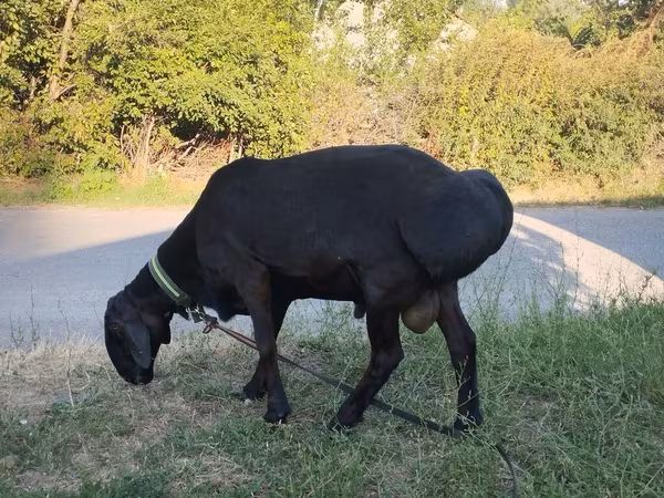 كبش, Red Karaman sheep