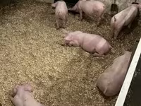 Pigs (batch, sex not specified), Гипор — photo 8
