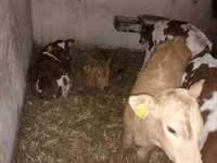 公牛, Simmental cattle — 照片 3
