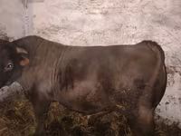 Bull, Charolais cattle — photo 2
