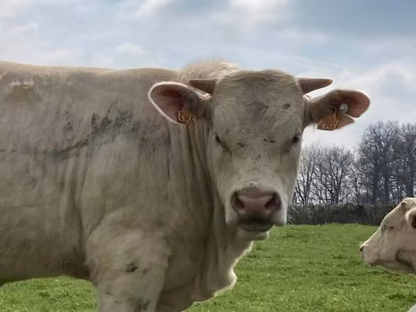 Taureau, Race de vache