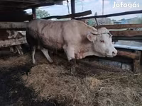 सांड, Charolais cattle — फ़ोटो 3