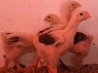 Chickens — الصورة 2