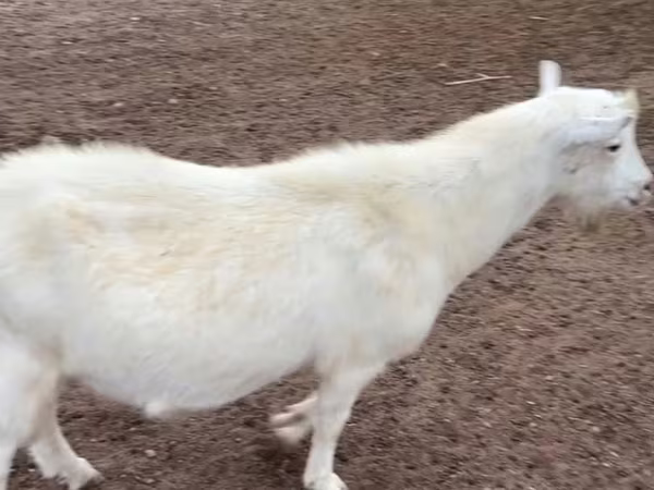 Boucs, Saanen goat