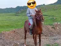 Caballo, Anglo-Arabian — foto 4