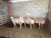 Brebis, Afghan Arabi sheep — photo 2