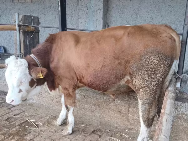 Buğa, Simmental cattle