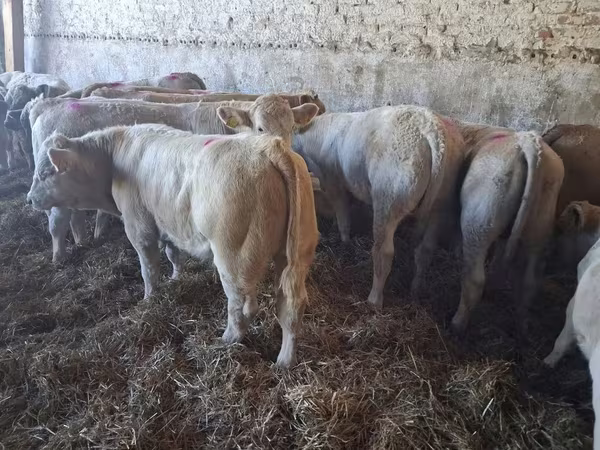 雄牛, Charolais cattle