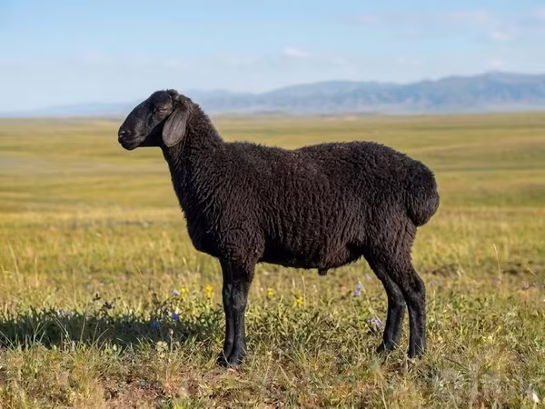 Bélier, Moutons