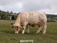 Taureau, Race de vache — photo 4