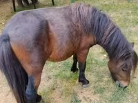 घोड़ा, Shetland Pony — फ़ोटो 1
