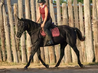 母马, Quarter Horse — 照片 5