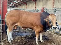 Toro, Partenaise cattle — foto 5