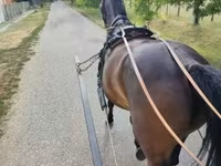 घोड़ी, Nonius horse — फ़ोटो 2