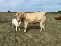 Taureau, Charolais cattle — photo 1