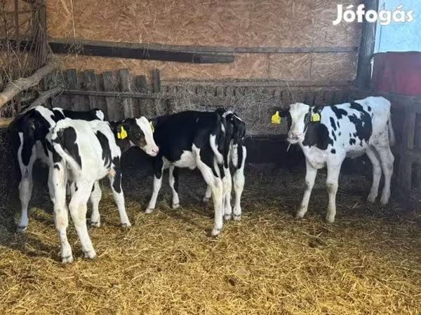 Býk, Russian Black pied cattle