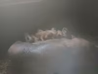 公猪, Дюрок — 照片 2