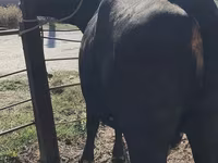 Kuh, Holstein-Rasse — Foto 8