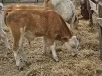 Bovinos (lote, sexo no especificado), Simmental cattle — foto 6