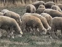 نعجة, Ile-de-France sheep — الصورة 4