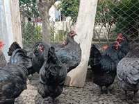 أوسترالورب — الصورة 5
