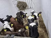 Touro, Russian Black pied cattle — foto 1