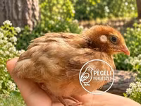 Жапон — сүрөт 8