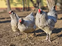 Araucana — Foto 1