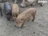 公猪, Вьетнамская вислобрюхая — 照片 5