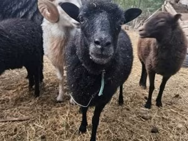 Schaf, Ouessant sheep