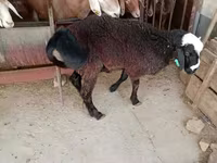 Ram, Blackheaded Persian sheep — photo 5