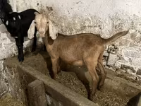 Keçi, Nubian Goat — foto 2
