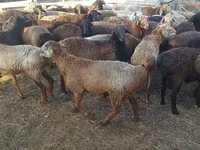 كبش, Edilbay sheep — الصورة 2