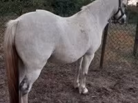 Madyan, Falabella — foto 2