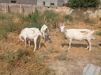 母山羊, Saanen goat — 照片 6